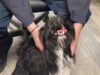 Lost dog found near lake road and buttercup road in wildwood crest