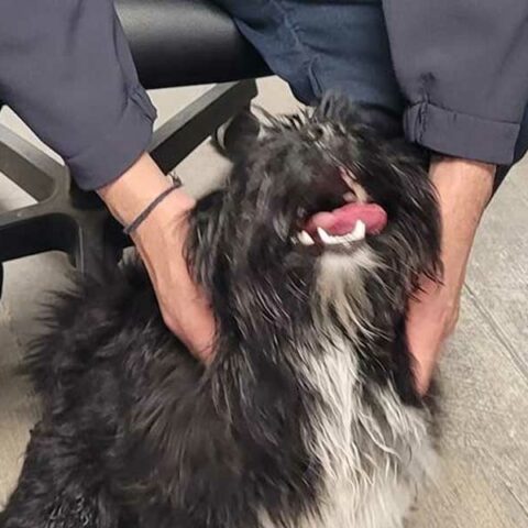 Lost dog found near lake road and buttercup road in wildwood crest - photo licensed by shore news network.