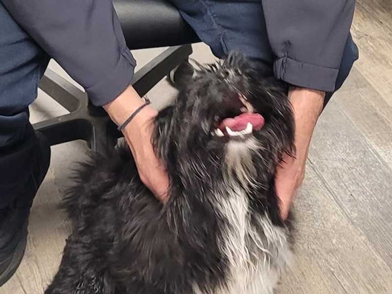 Lost Dog Found Near Lake Road and Buttercup Road in Wildwood Crest