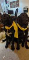 Missing dog reported in uniontown