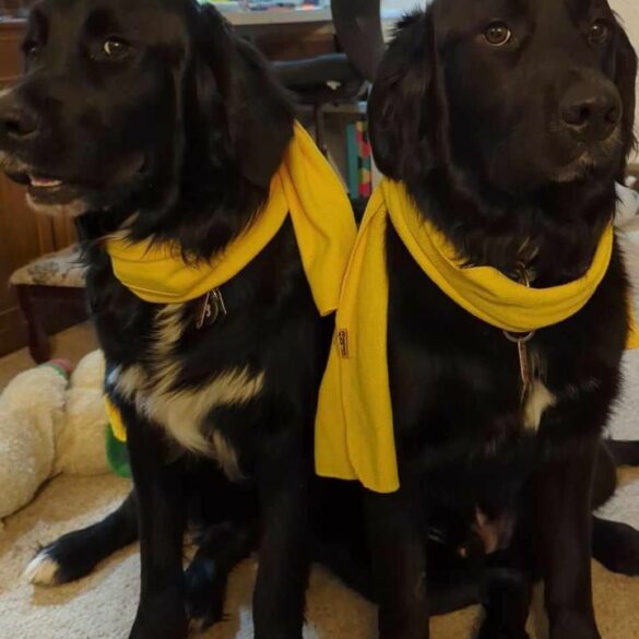 Missing dog reported in uniontown - photo licensed by shore news network.