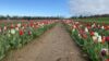 Different color tulips in long rows. Then another row of purple tulips in a row on the left side. On a flower farm in new jersey. Scarecrow in the background.