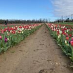 Different color tulips in long rows. Then another row of purple tulips in a row on the left side. On a flower farm in New Jersey. Scarecrow in the background.