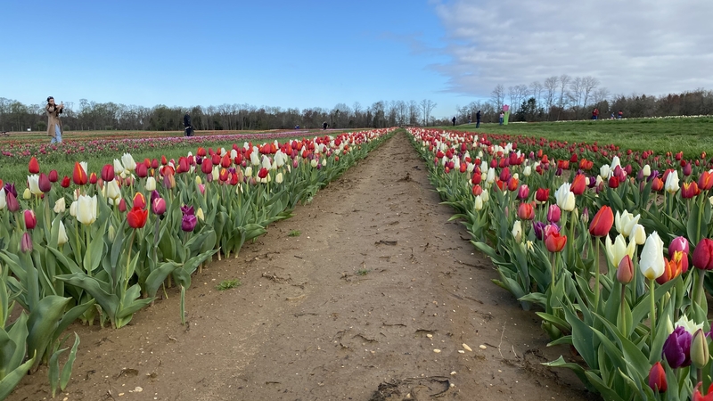 Different color tulips in long rows. Then another row of purple tulips in a row on the left side. On a flower farm in New Jersey. Scarecrow in the background.