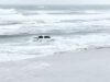 Driver charged for joyriding in the surf in florida