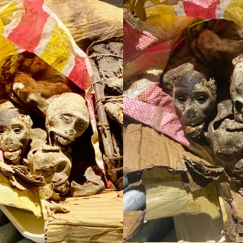 K9 leads agents to luggage filled with dead monkey heads - photo licensed by shore news network.