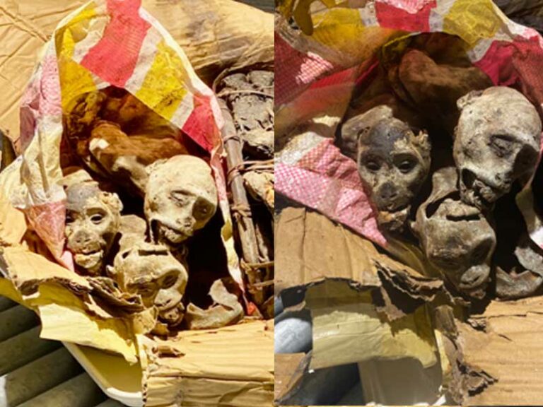 K9 leads agents to luggage filled with dead monkey heads - photo licensed by shore news network.