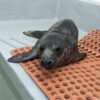 Two more seals rescued at the jersey shore taken into care by stranding center