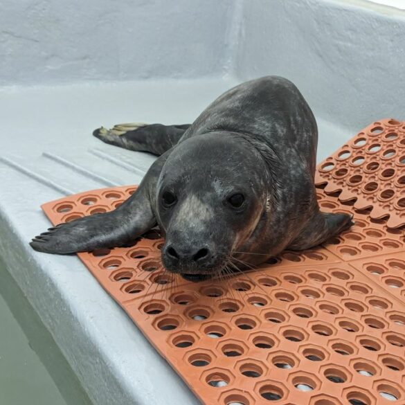 Two more seals rescued at the jersey shore taken into care by stranding center - photo licensed by shore news network.