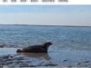 Harbor seal recovers from christmas day shark bite and returns to the wild
