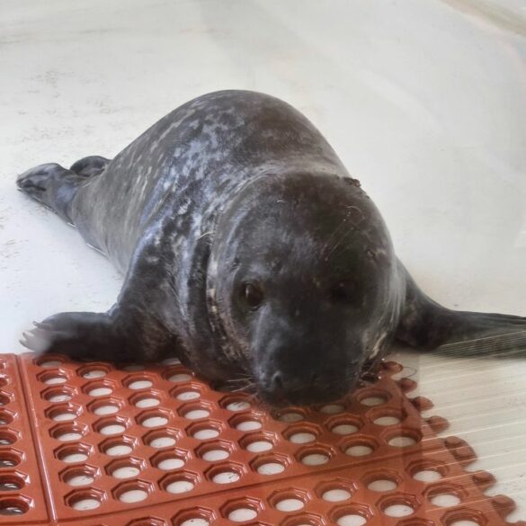 Seal pup rescued in ocean city didn't make it, rescue center reports - photo licensed by shore news network.