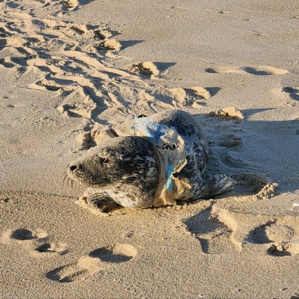 Rescue team saves entangled seal pup at new jersey beach - photo licensed by shore news network.