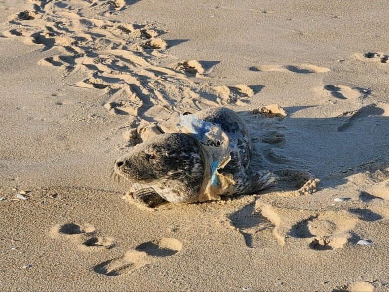 Rescue team saves entangled seal pup at new jersey beach - photo licensed by shore news network.
