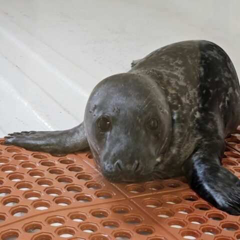 Distressed grey seal pup rescued near barnegat inlet by local marine mammal stranding team - photo licensed by shore news network.