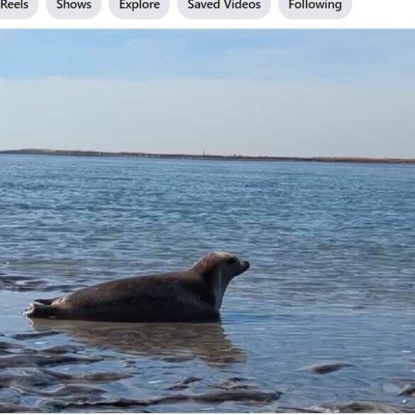 Harbor seal recovers from christmas day shark bite and returns to the wild - photo licensed by shore news network.