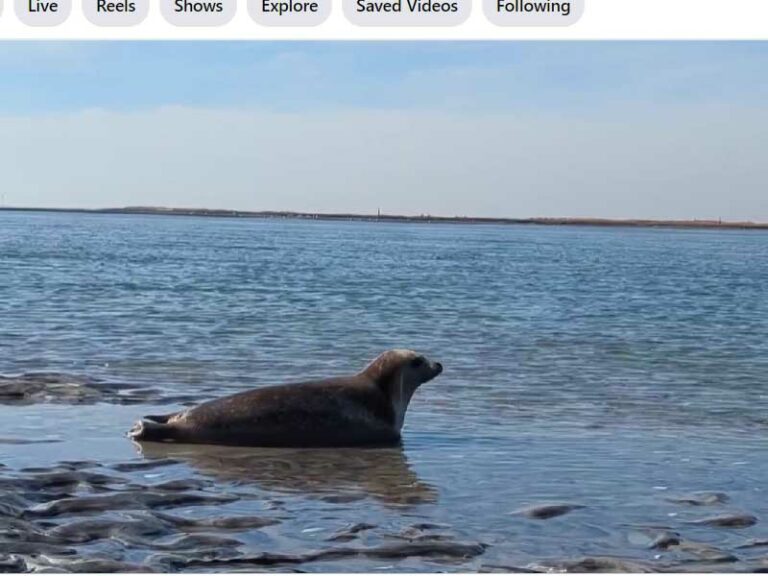 Harbor seal recovers from christmas day shark bite and returns to the wild - photo licensed by shore news network.