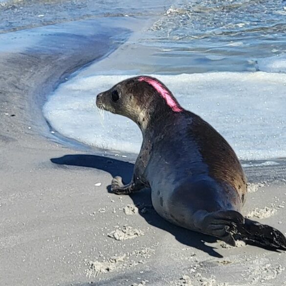 Who is painting bright lines on seals at the shore and why? - photo licensed by shore news network.