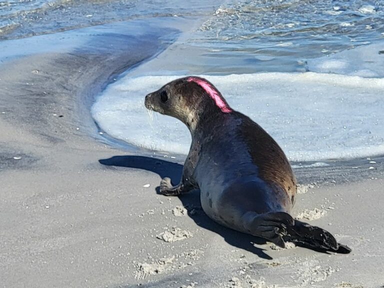 Who is painting bright lines on seals at the shore and why? - photo licensed by shore news network.