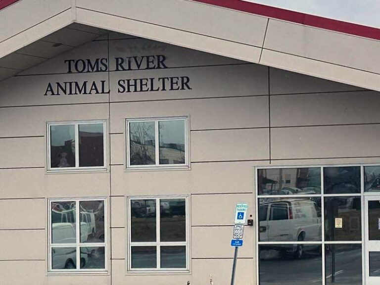 Toms river animal shelter now allows walk-in adoptions, not closing - photo licensed by shore news network.