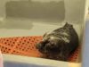Rescue team saves seal trapped in allenhurst jetty