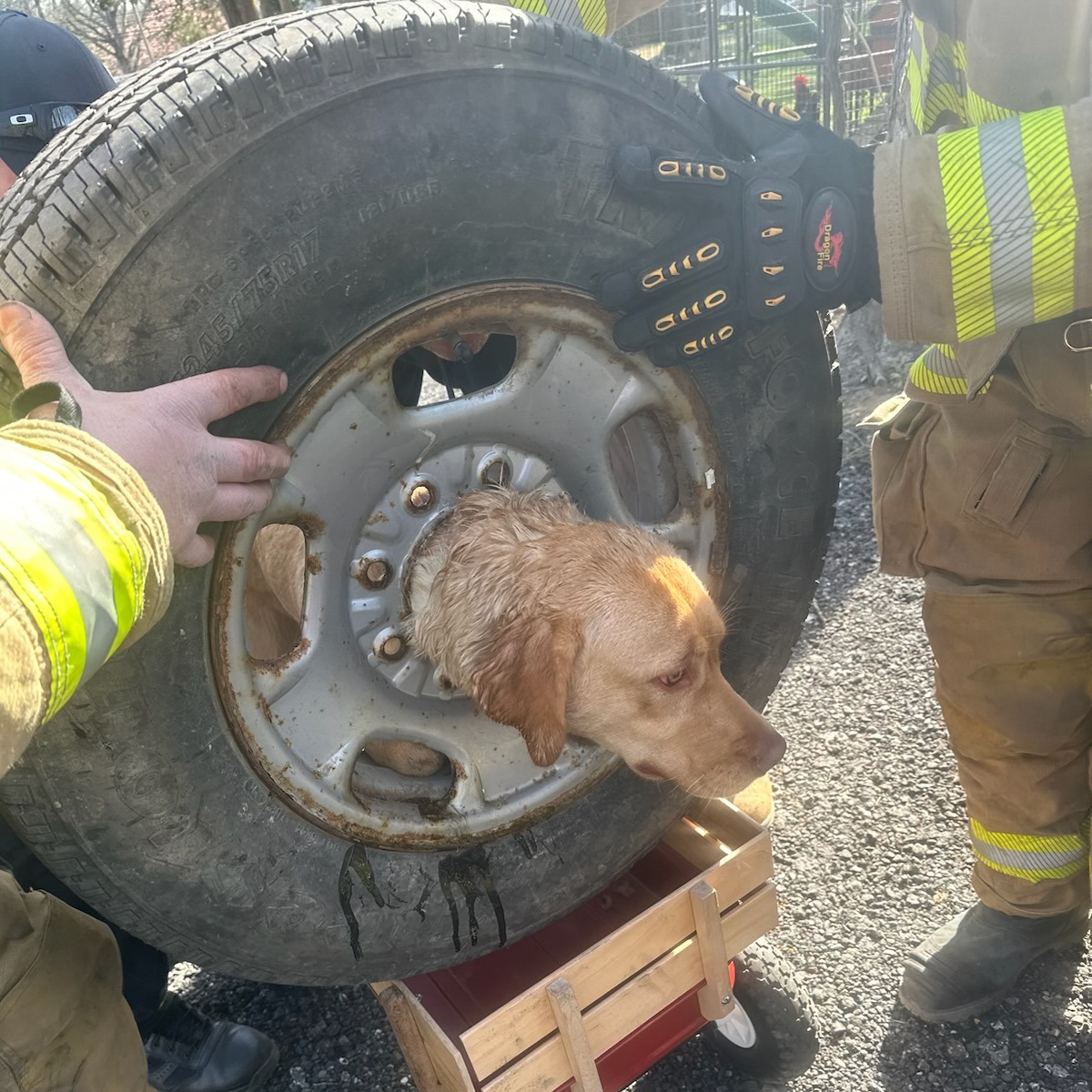 Watch: Hero New Jersey Firefighters Save Dog Trapped Inside Tire Using Plasma Cutter