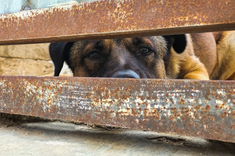 In New Jersey, Leaving the Scene of a Dog Bite Incident Could Soon Land You In Jail