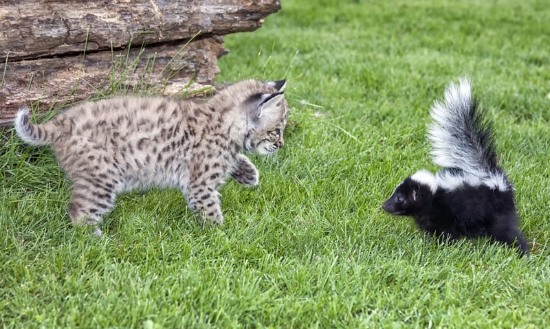 New Jersey Law Seeks to Curb Harassment of Squirrels, Racoons, Skunks, and Rabbits
