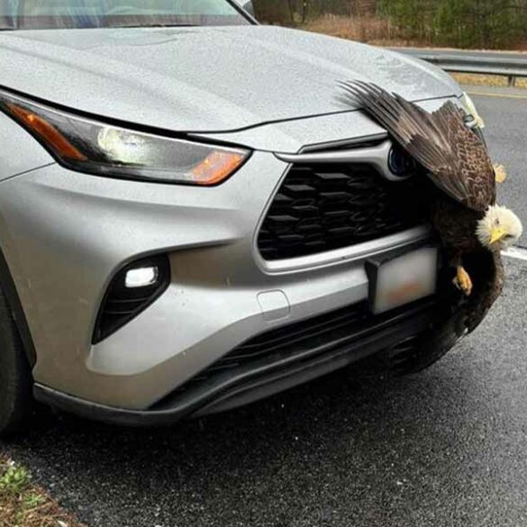 Bald eagle gets caught up in driver's grill - photo licensed by shore news network.