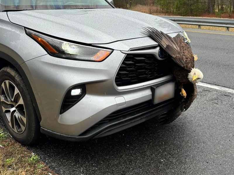 Bald Eagle Gets Caught Up In Driver's Grill