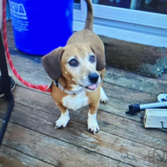 Found beagle: seeking owner in somers point - photo licensed by shore news network.