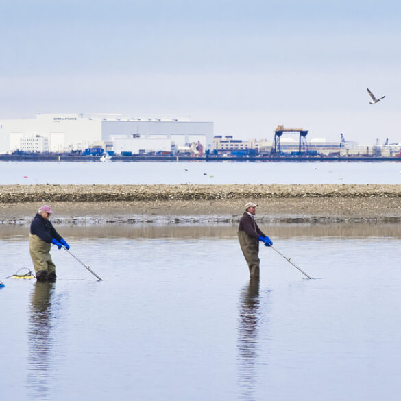 Clamming on sundays? New legislative proposals aim to enhance shellfish industry efficiency - photo licensed by shore news network.