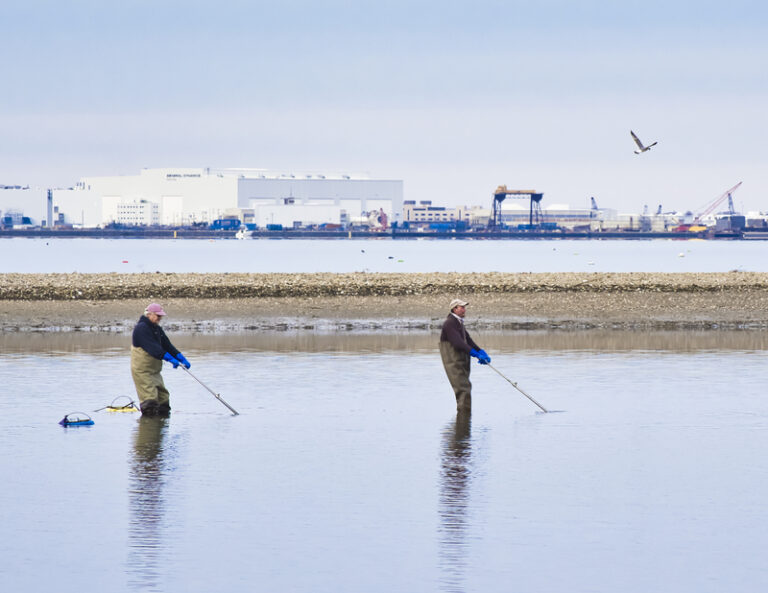 Clamming on sundays? New legislative proposals aim to enhance shellfish industry efficiency - photo licensed by shore news network.