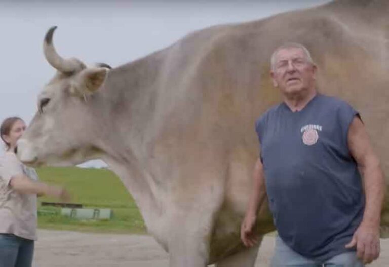This huge cow in massachusetts broke the guinness record - photo licensed by shore news network.