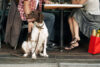 New jersey seeks to permit dogs at restaurant outdoor seating areas