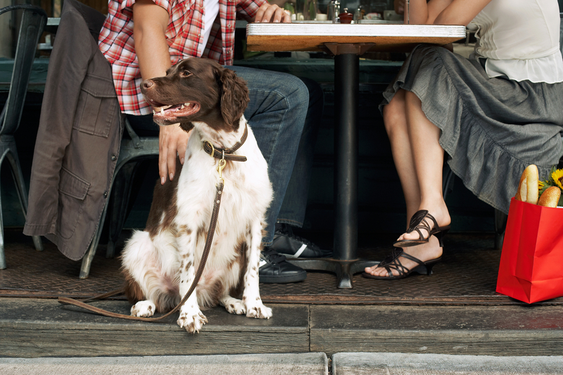 New Jersey Seeks to Permit Dogs at Restaurant Outdoor Seating Areas