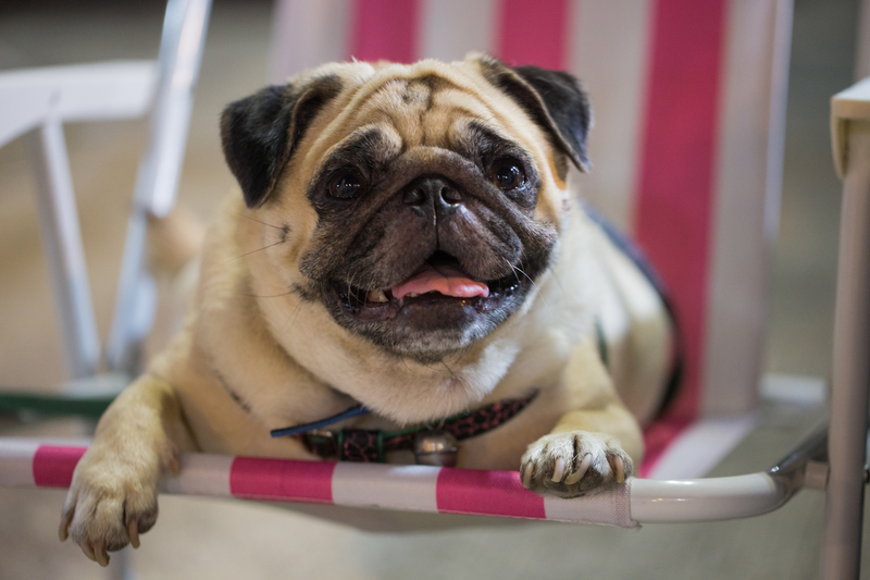 New Jersey Proposes Ban on Cosmetic Alterations to Dogs