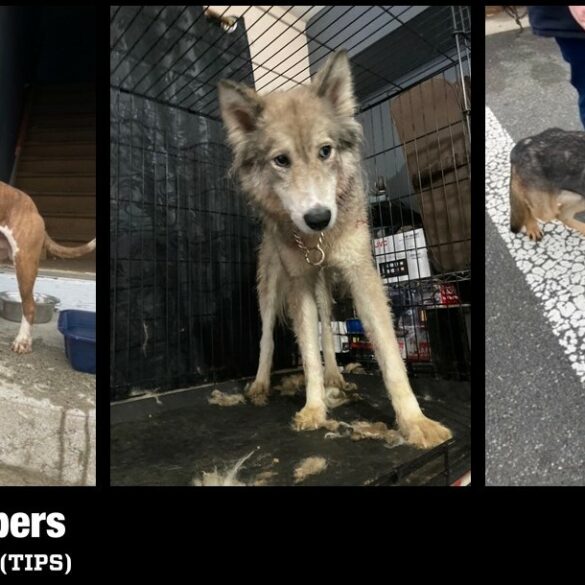 Queens man arrested for animal cruelty after dozen animals found in dire neglect - photo licensed by shore news network.