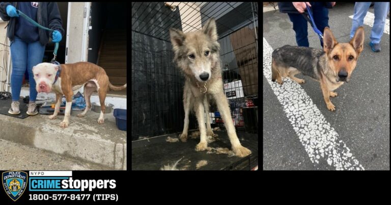 Queens man arrested for animal cruelty after dozen animals found in dire neglect - photo licensed by shore news network.