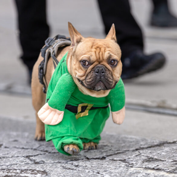 Woodbridge to host central jersey's largest st. Patrick's day parade - photo licensed by shore news network.