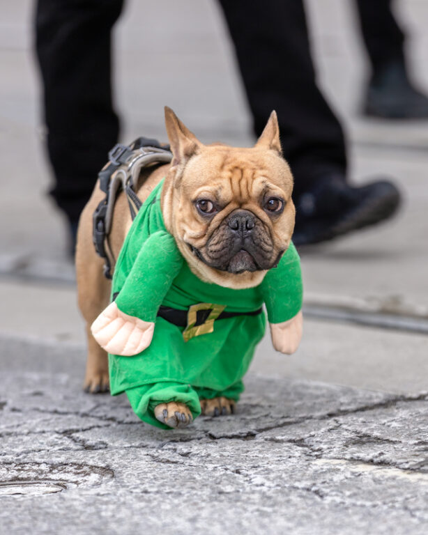 Woodbridge to Host Central Jersey's Largest St. Patrick's Day Parade
