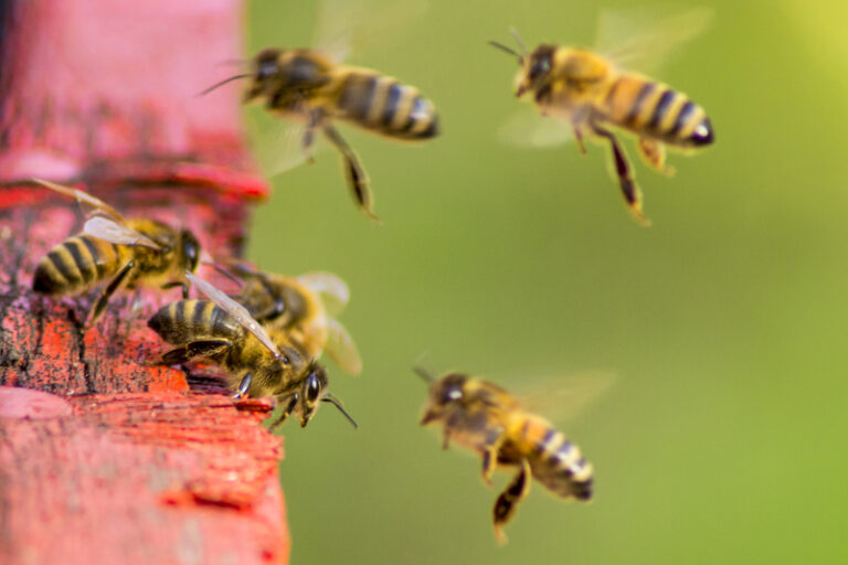 Hands off our honey bees: new jersey lawmakers push to repeal state hive limits - photo licensed by shore news network.