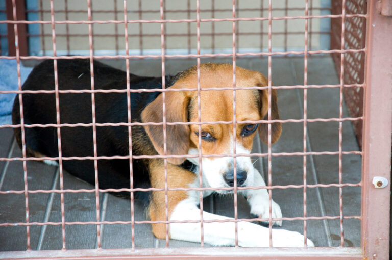 New jersey advances bill to limit pet shop sales of cats, dogs, and rabbits - photo licensed by shore news network.