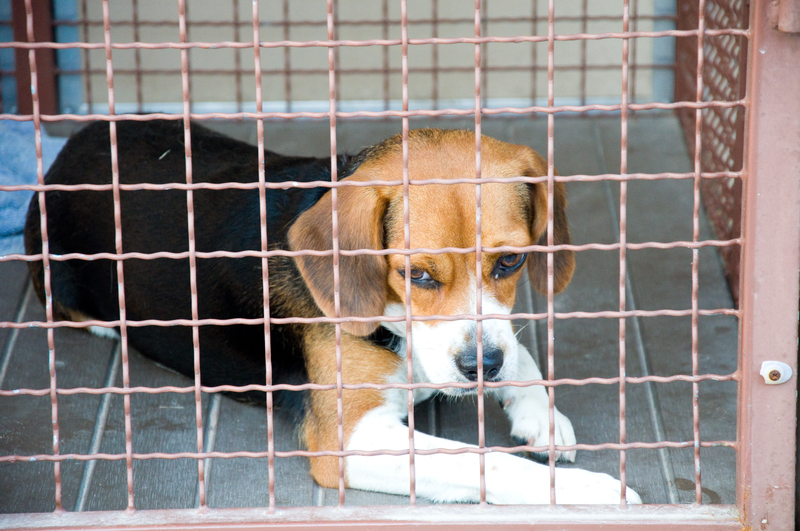 New Jersey Dog Trainer Heading to Prison for Defrauding Clients