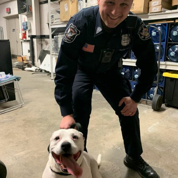 Fort lee police department seeks owner of lost dog - photo licensed by shore news network.