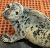 Marine mammal stranding center cares for injured grey seal pup