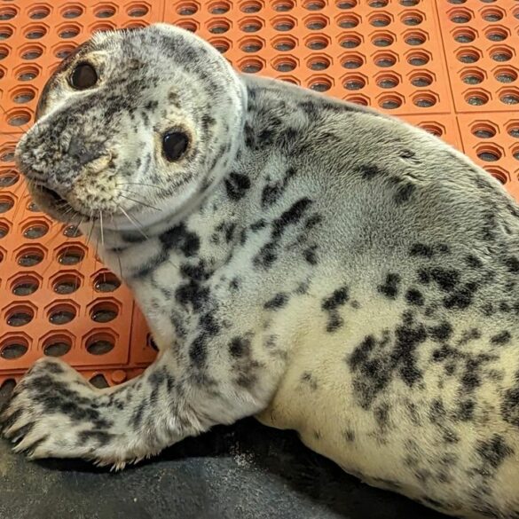 Marine mammal stranding center cares for injured grey seal pup - photo licensed by shore news network.