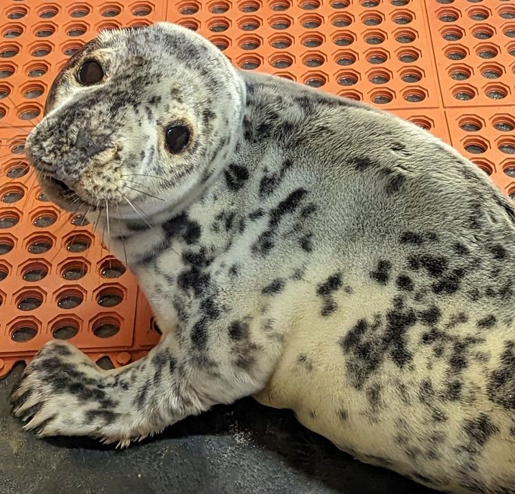 Marine Mammal Stranding Center Cares for Injured Grey Seal Pup
