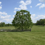 The Mercer Oak on Princeton Battlefield from the American Revolutionary War. A large white oak tree once stood on the spot. It was said that Hugh Mercer a Brigadier General in the Continental army took shelter under the tree after being mortally wounded, refusing to give ground to the British on January 3, 1777. The tree was about 300 years old when it was destroyed in a storm in 2000. The tree standing in the spot now grew from an acorn from the original.
