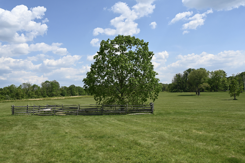 The Mercer Oak on Princeton Battlefield from the American Revolutionary War. A large white oak tree once stood on the spot. It was said that Hugh Mercer a Brigadier General in the Continental army took shelter under the tree after being mortally wounded, refusing to give ground to the British on January 3, 1777. The tree was about 300 years old when it was destroyed in a storm in 2000. The tree standing in the spot now grew from an acorn from the original.