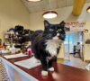Toms river animal shelter's fiesty overseer up for adoption
